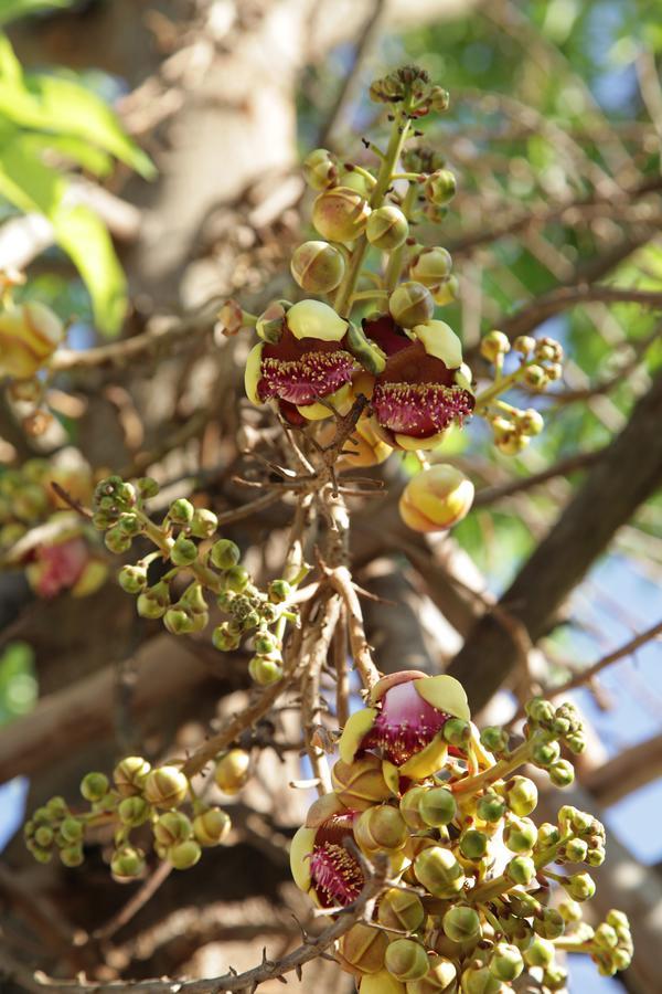 U Duay Gan Garden Home Ubon Ratchathani Zewnętrze zdjęcie